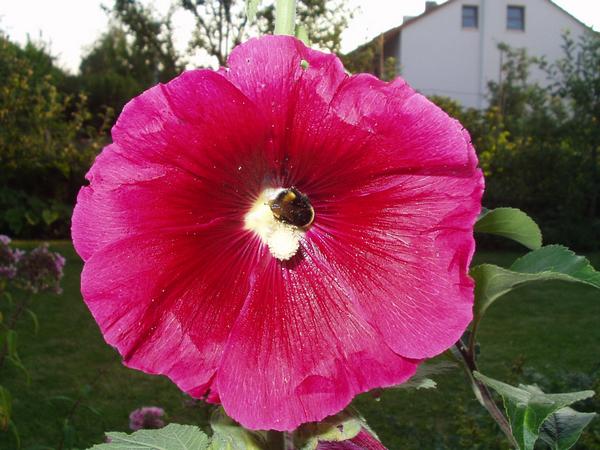 Stockrosenblüte mit Hummel