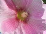 Stockrosenblüte (rosa)