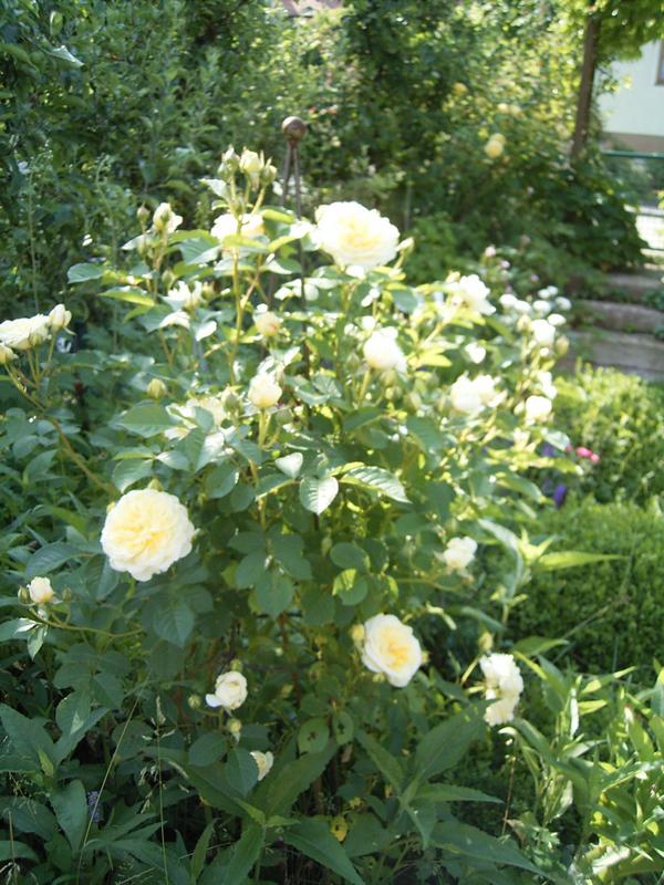 Pilgrim Südseite (2)