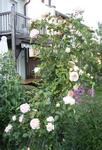 05-24 Evelyn ganz groß