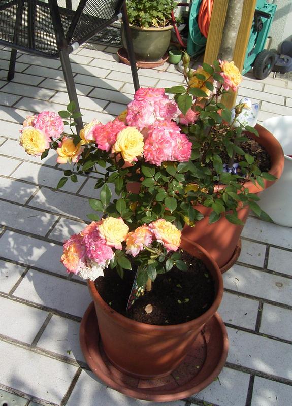 06-07 Rosenstämmchen bunt