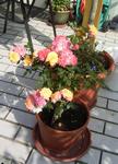 06-07 Rosenstämmchen bunt